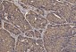 Anti-PDIA6 Antibody Picoband™ (monoclonal, 3H5E7)